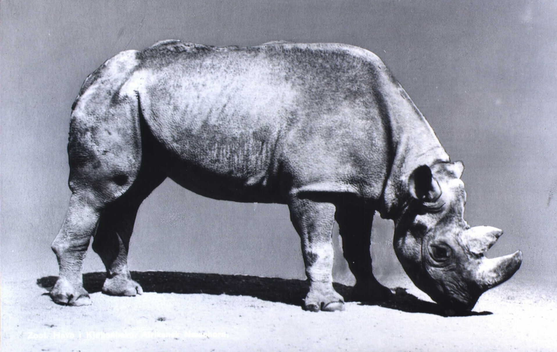 Vopenhagen black rhino