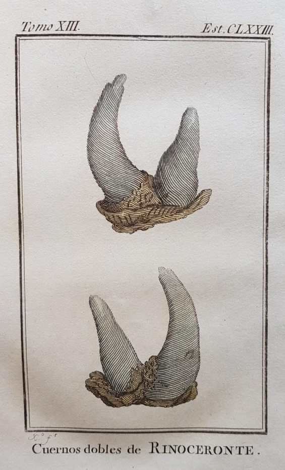 Spanish Buffon 1794 Rhino Horns
