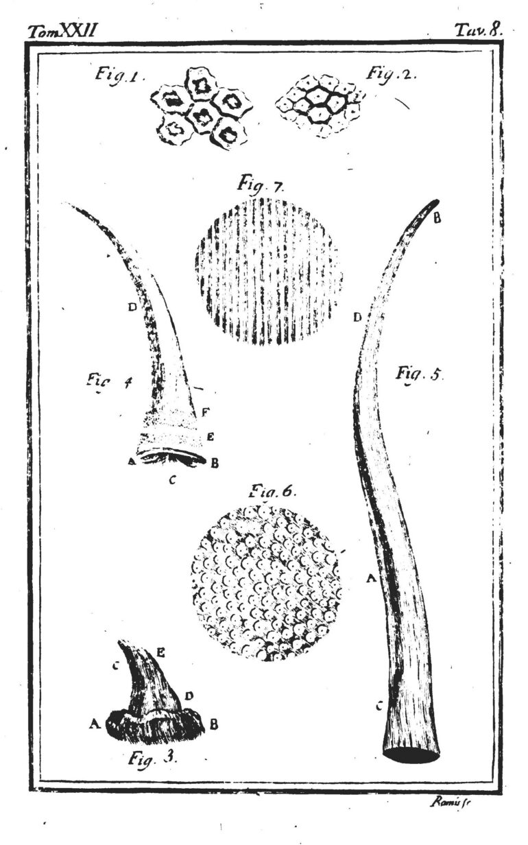 Italian Buffon 1772 horns