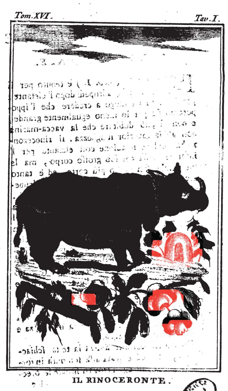 Italian Buffon 1788 Rinoceronte