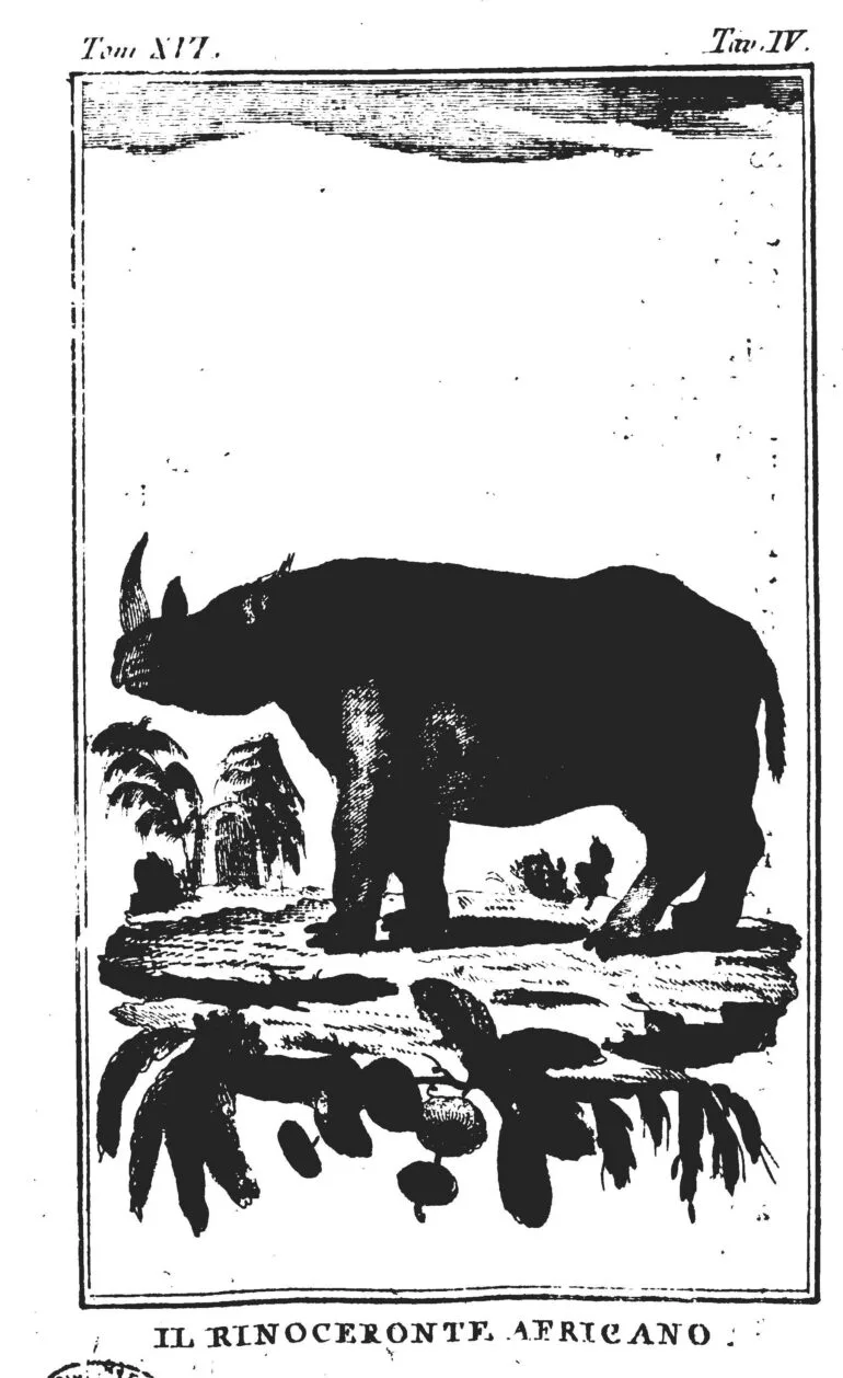 Italian Buffon 1788 African rhino
