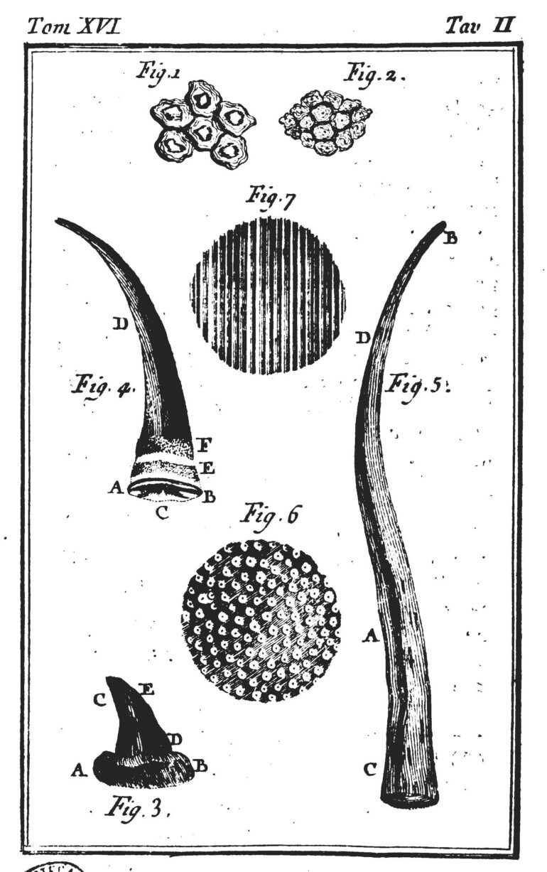 Italian Buffon 1788 Rhino parts