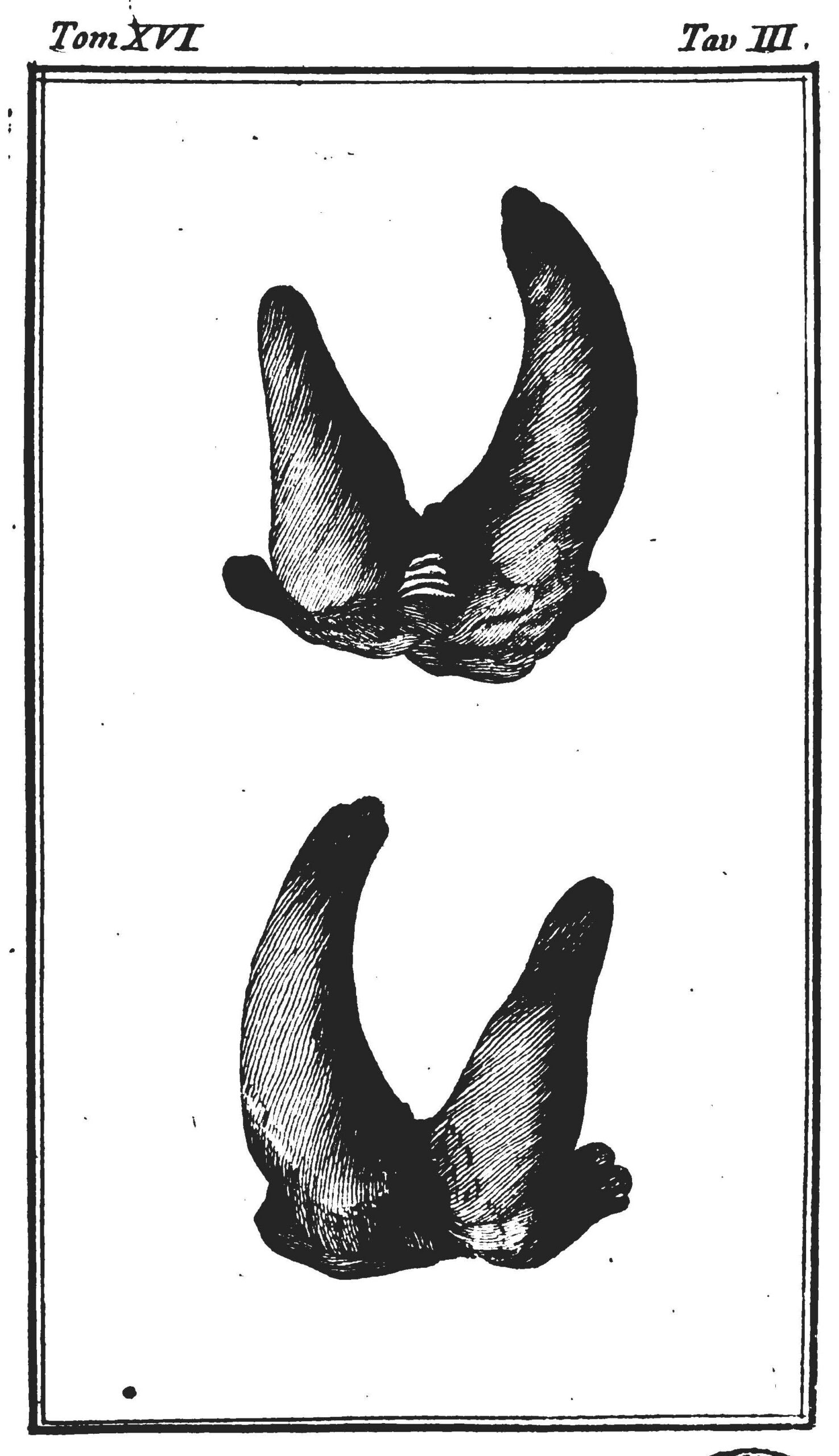 Italian Buffon 1788 African rhino horns