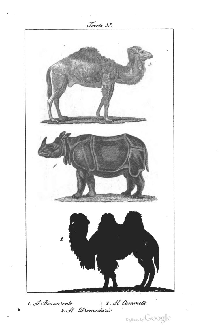 Italian Buffon 1834 Rinoceronte