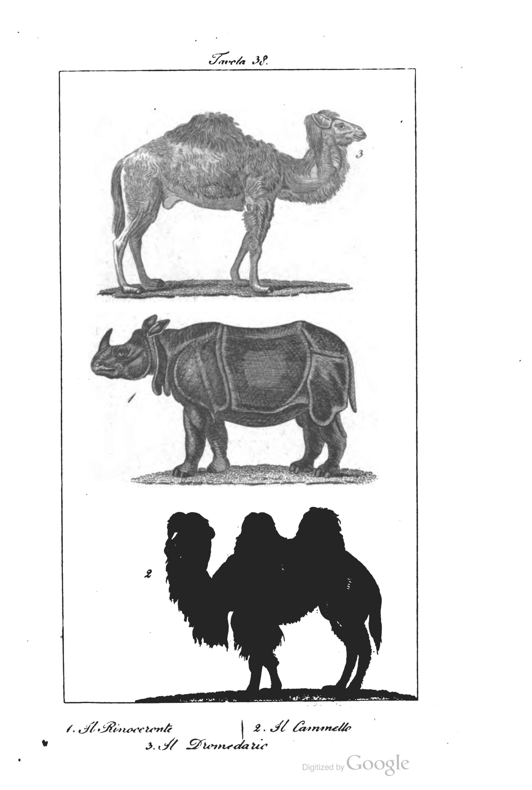 Italian Buffon 1834 Rinoceronte