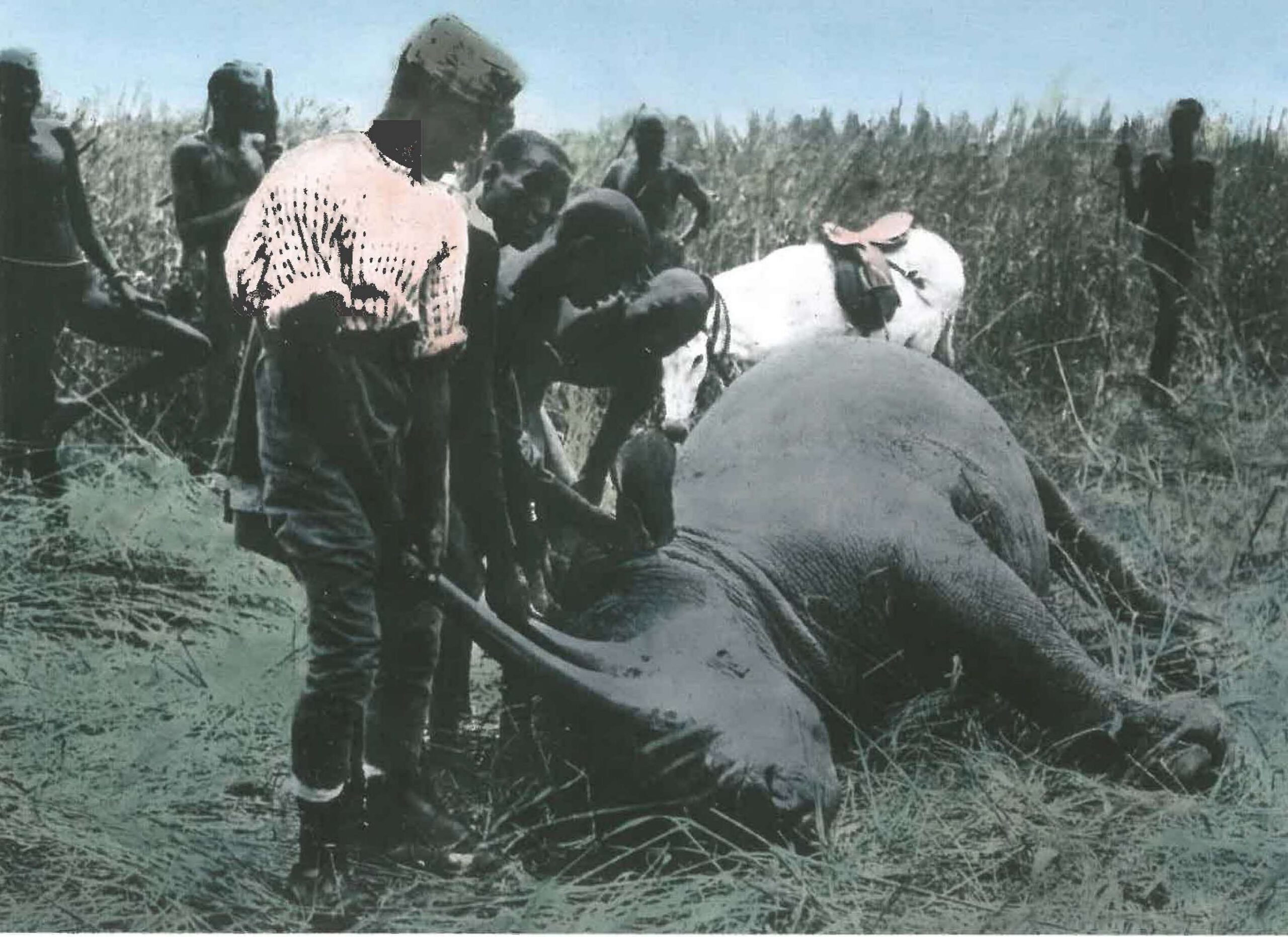 White rhino in Sudan 1906-1914