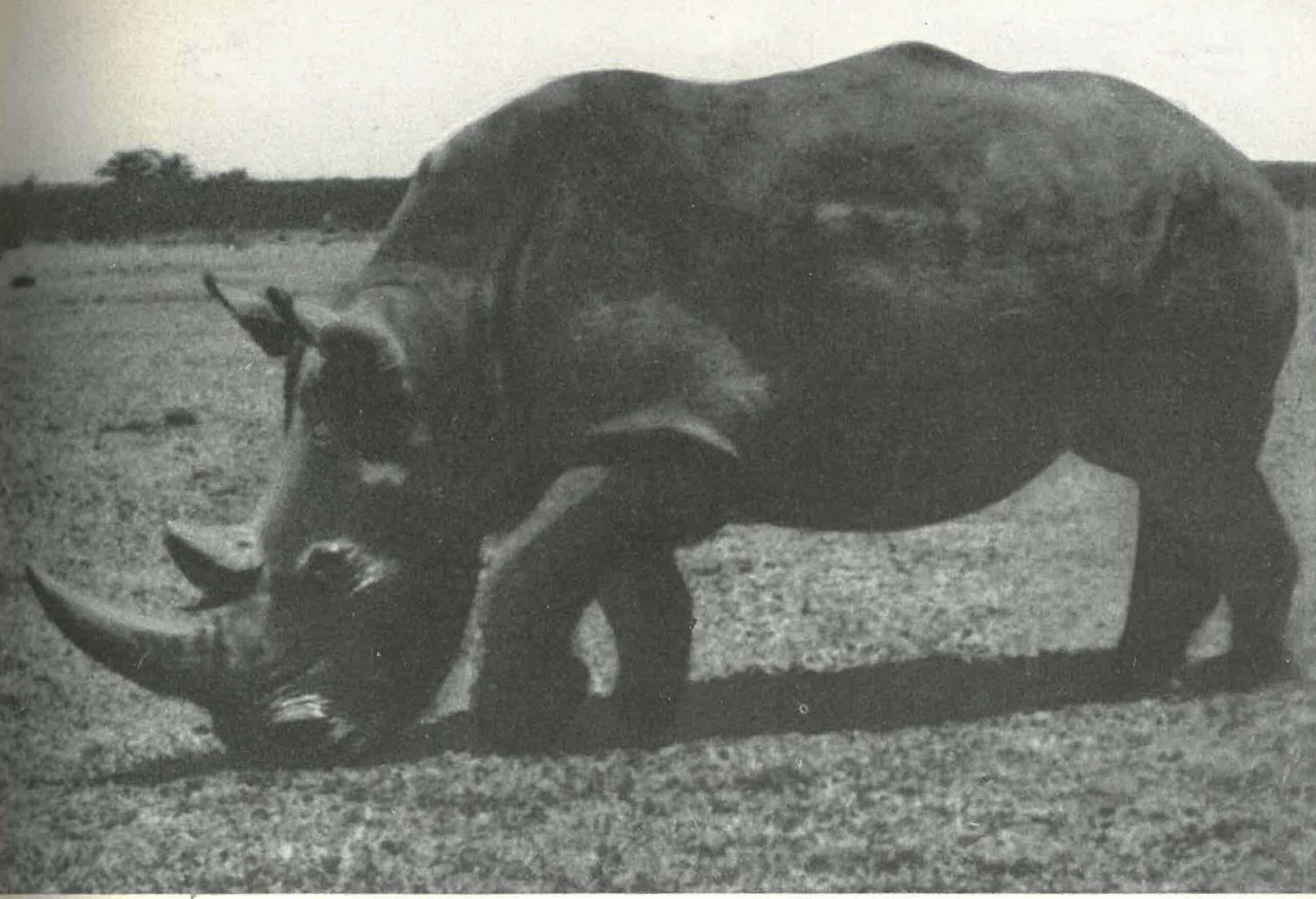 Machulka 1959 white rhino
