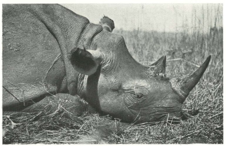 Machulka dead black rhino