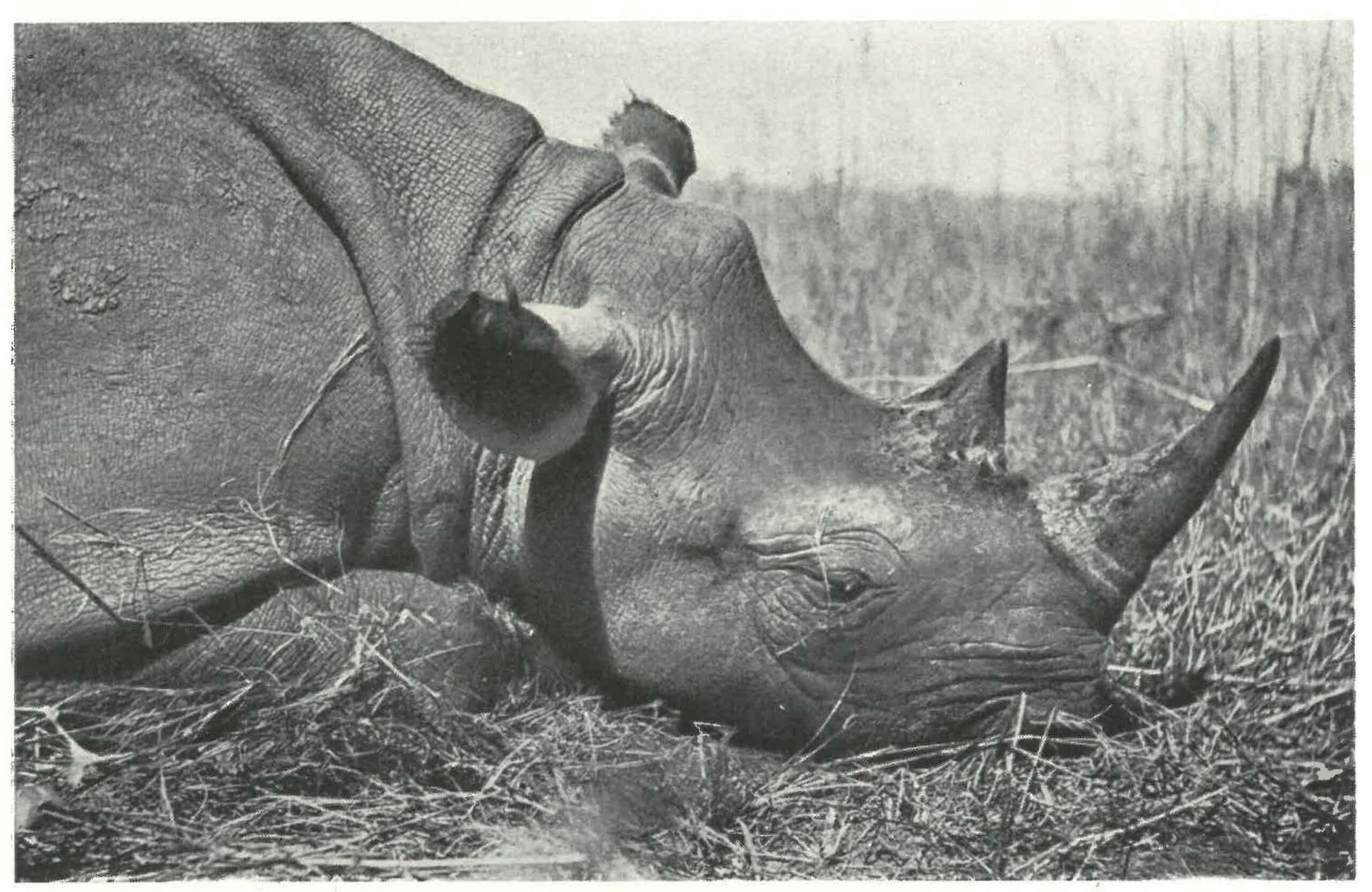 Machulka dead black rhino