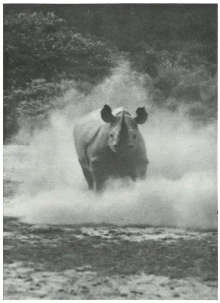 Machulka charging rhino