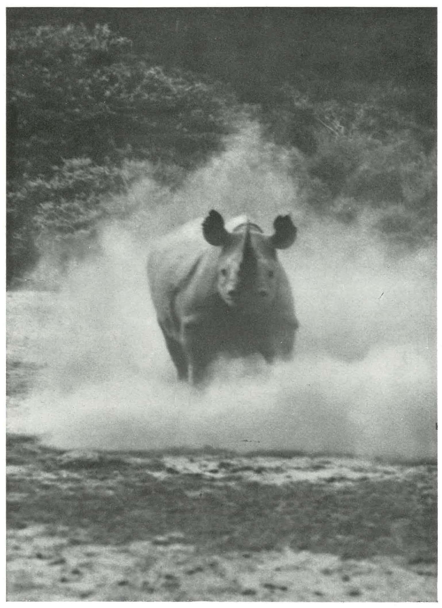 Machulka charging rhino