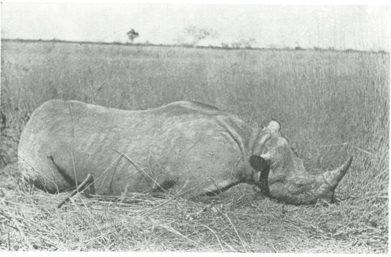 Machulka black rhino