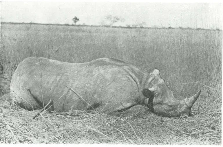 Machulka black rhino
