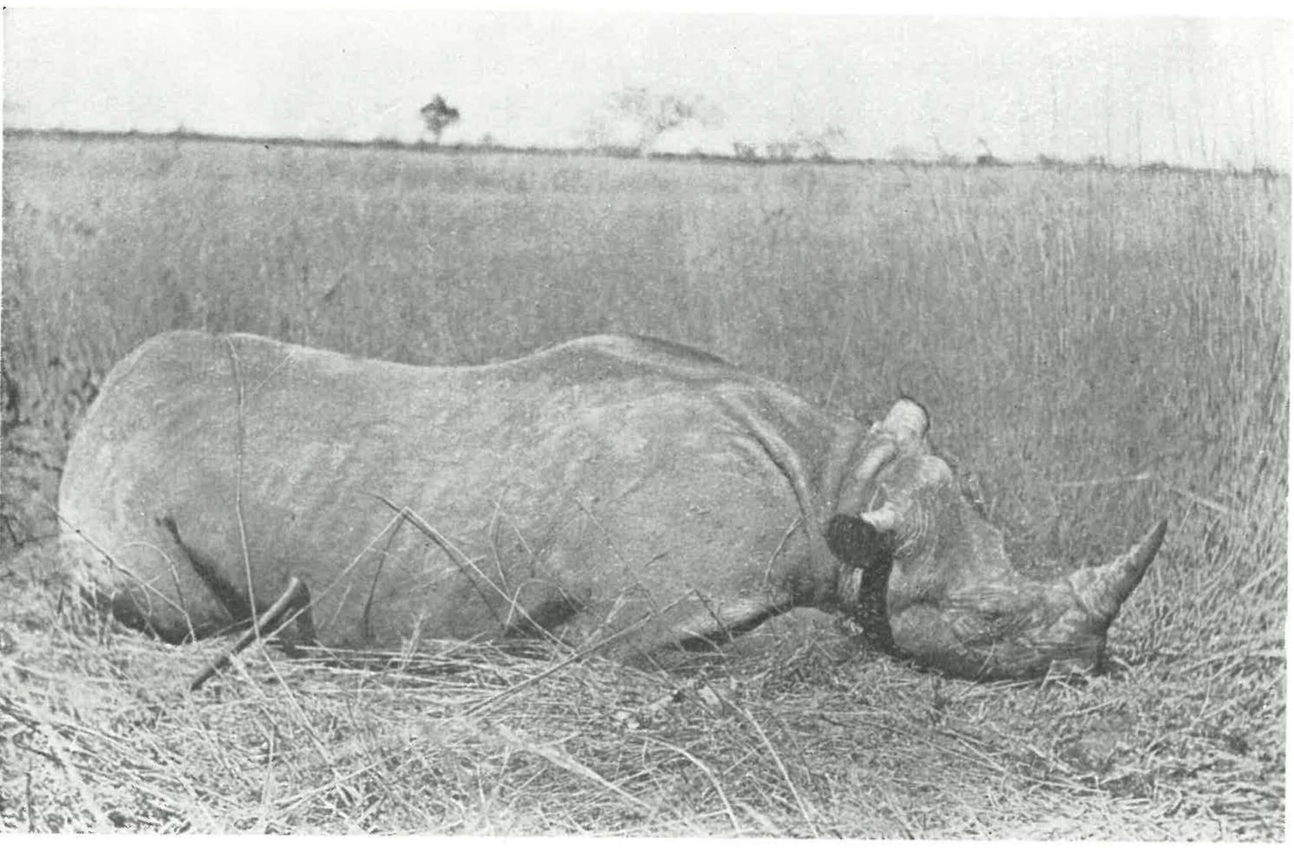 Machulka black rhino