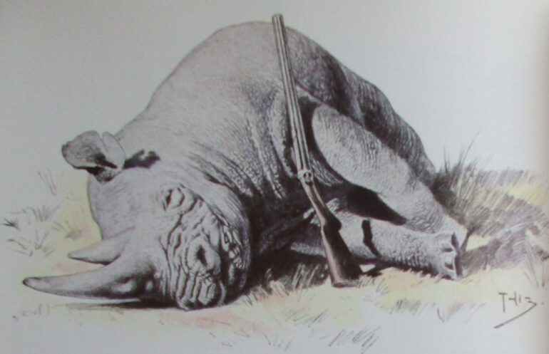 Zamoyski Rhinoceros