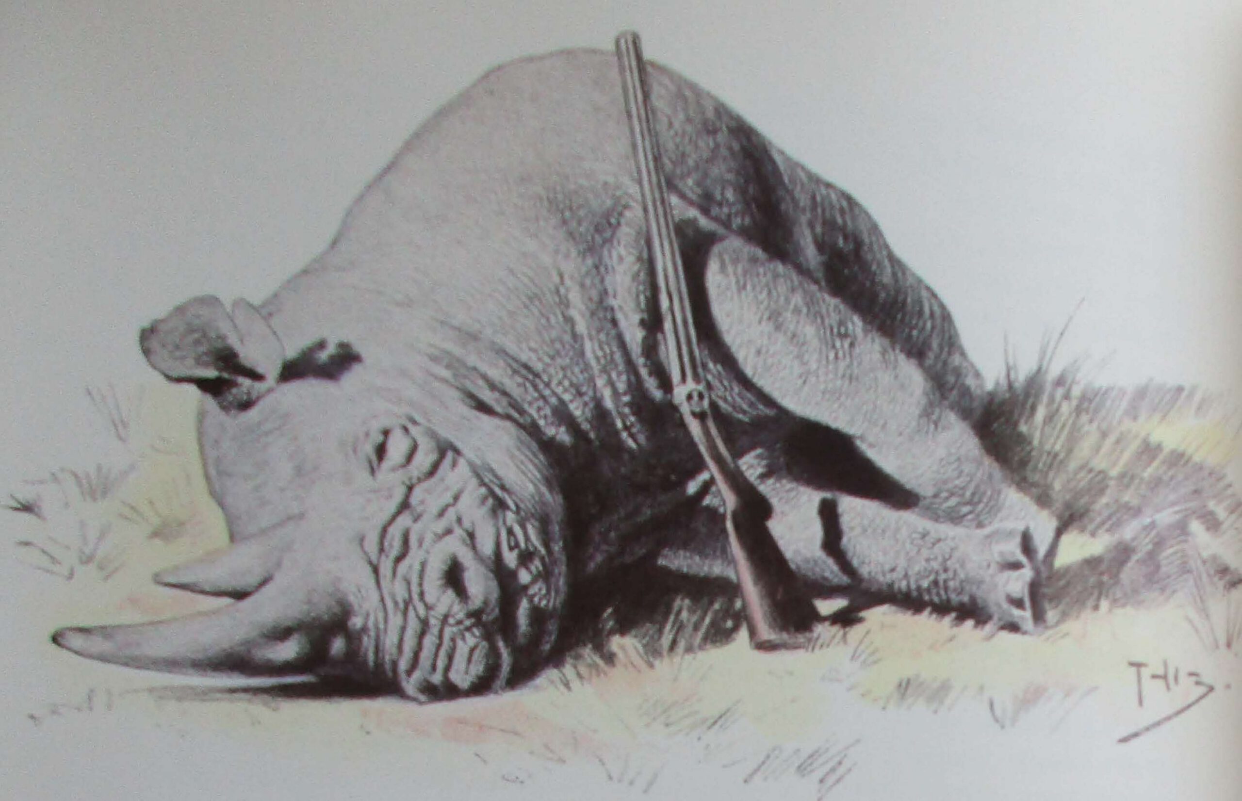 Zamoyski Rhinoceros