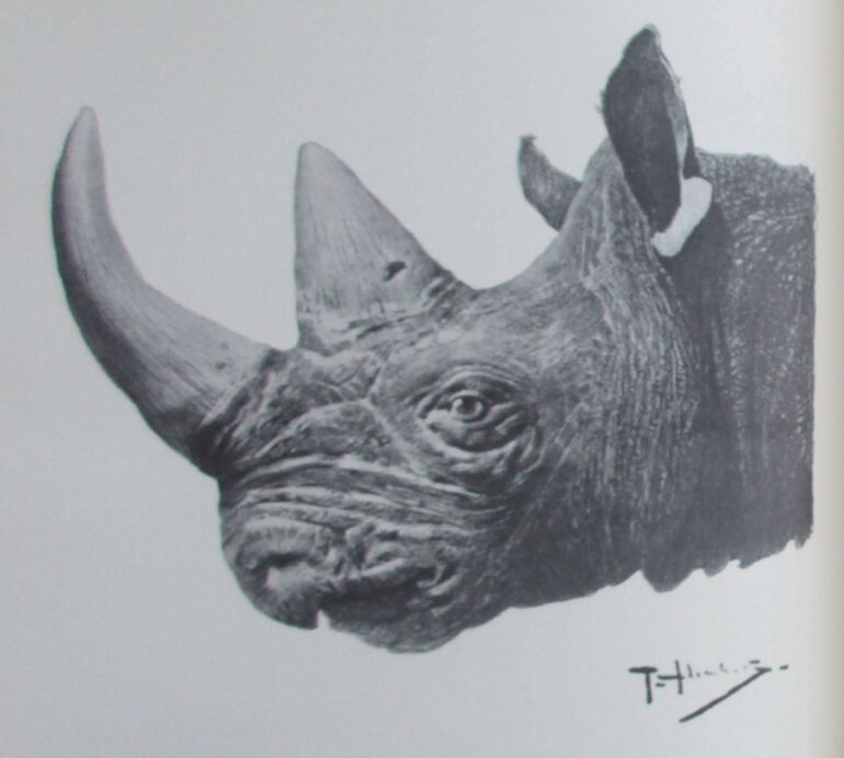 Head of Somali rhino