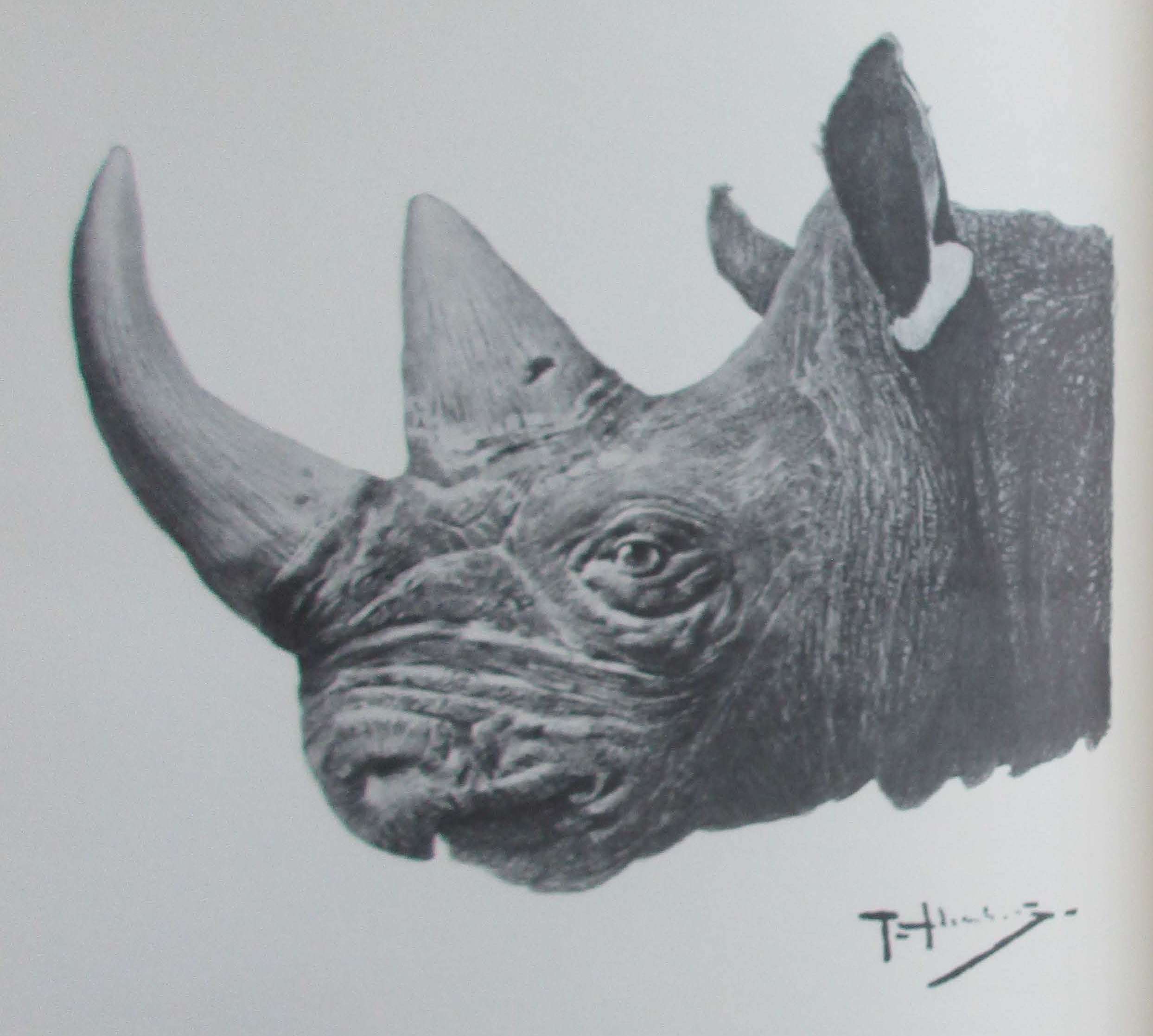 Head of Somali rhino