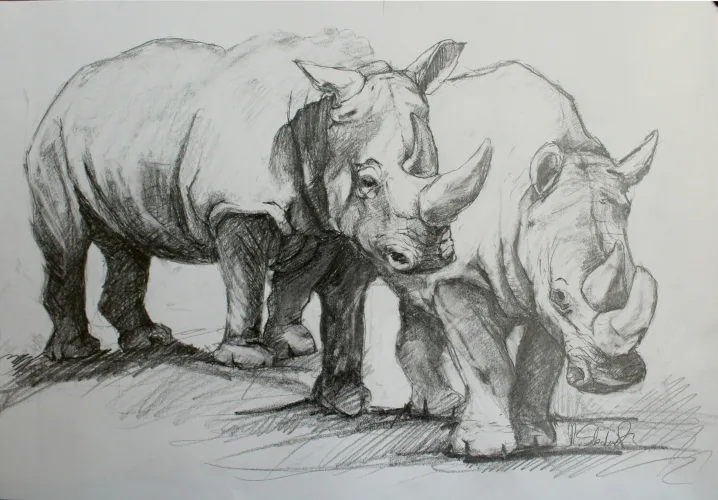 White rhino graphic