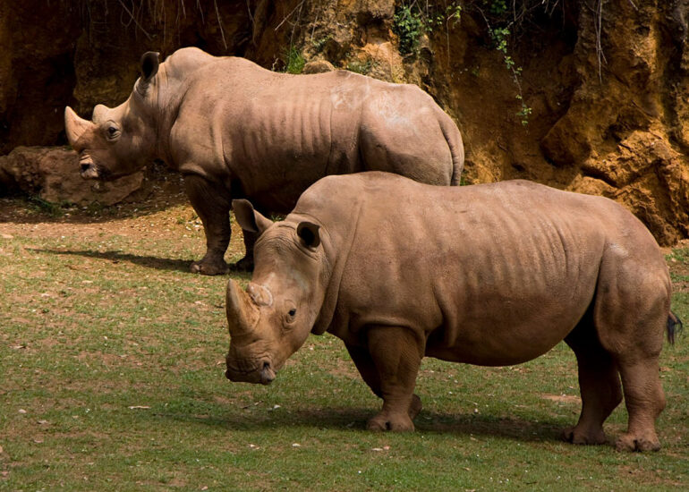 White rhino in Cabarceno