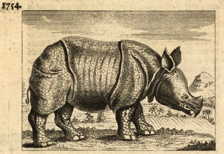 Clara in Marseilles 1752