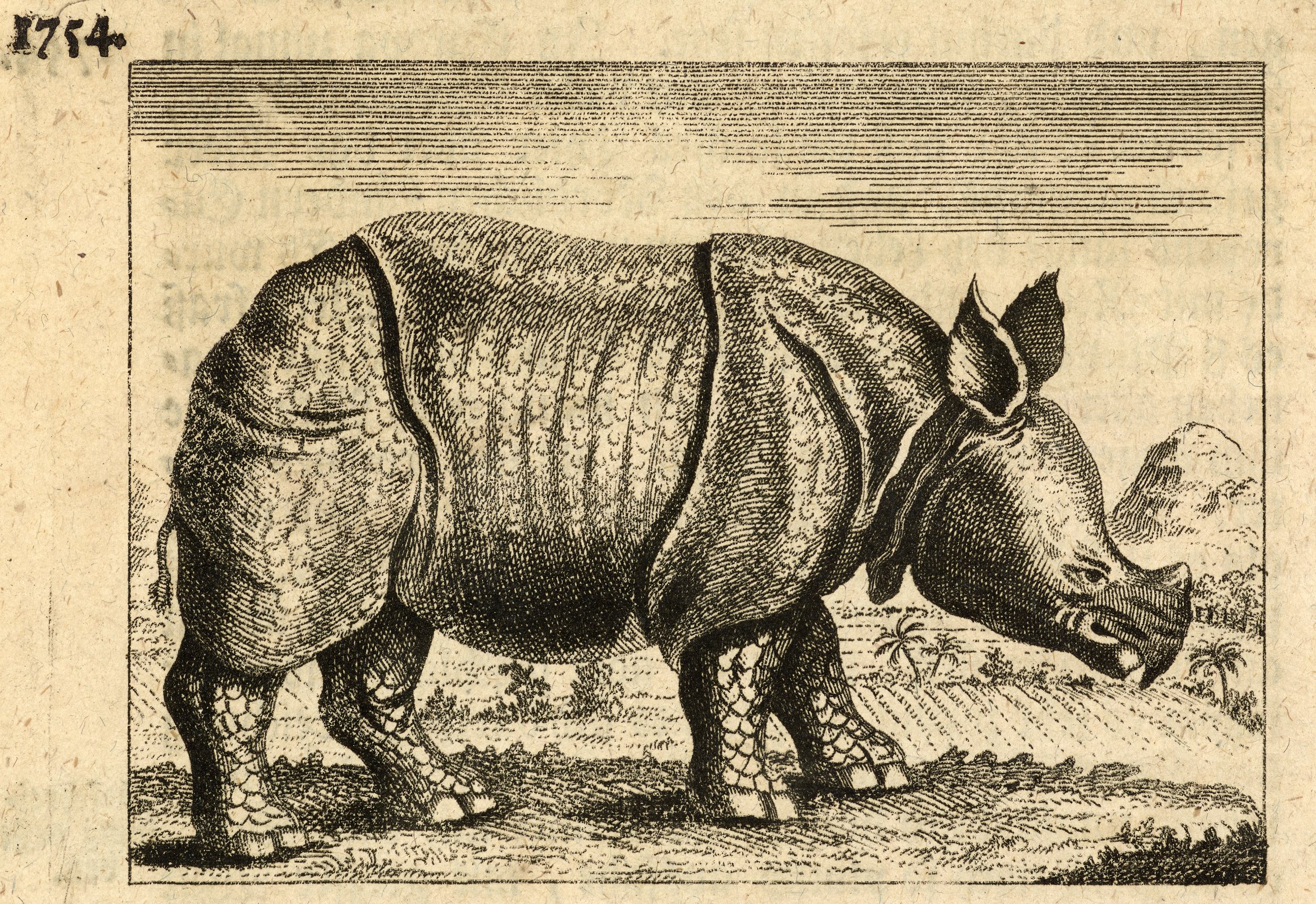 Clara in Marseilles 1752