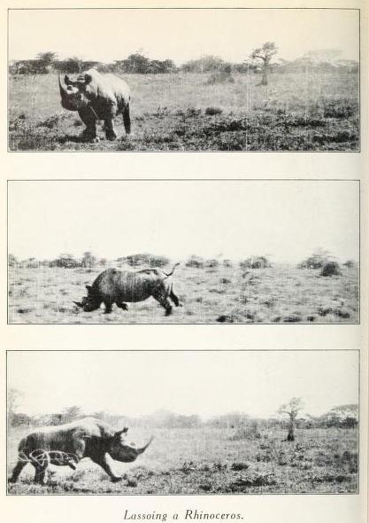 Lassoing a rhino