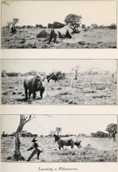 More lassoing a black rhino