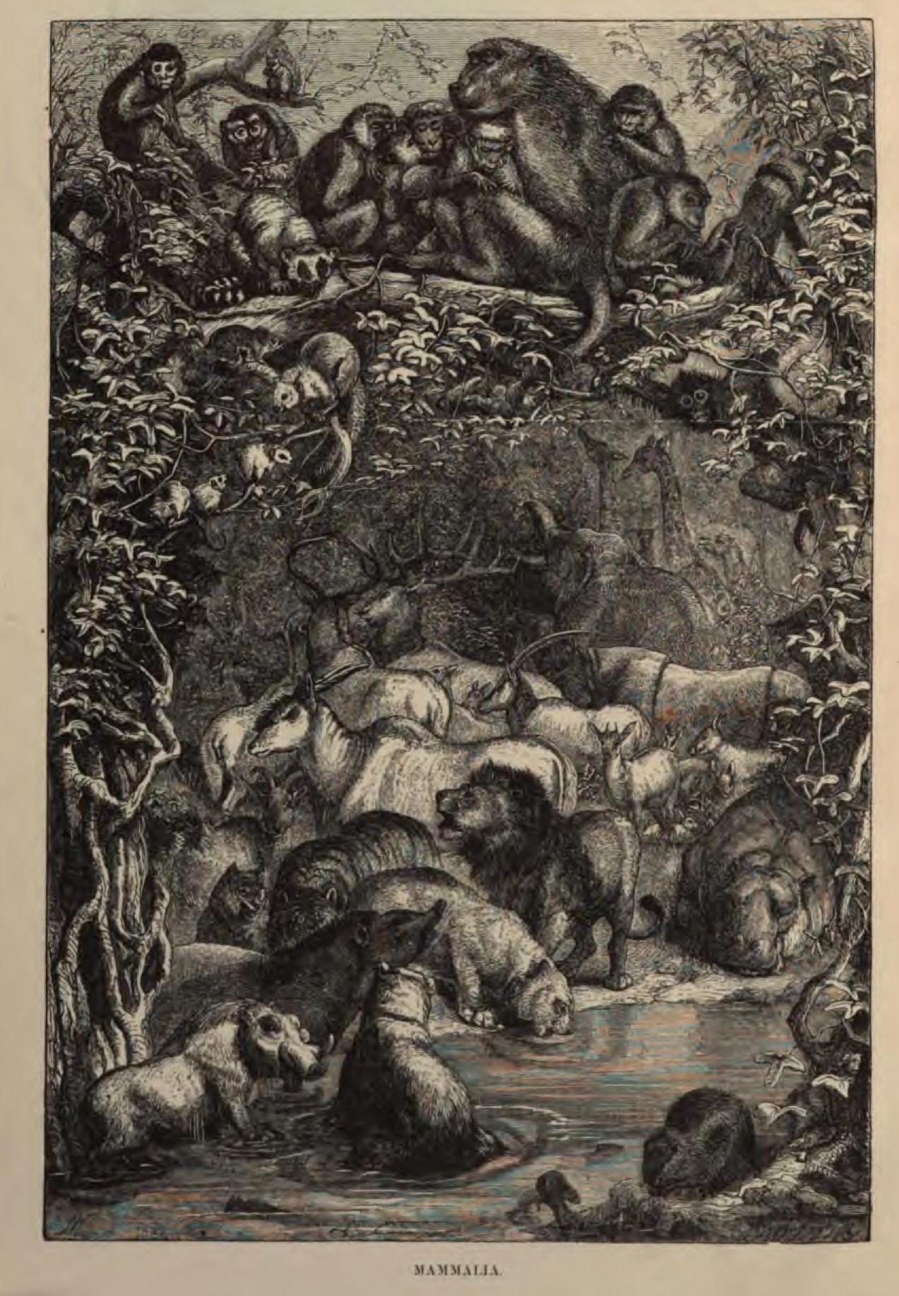 Wood 1863 Frontispiece