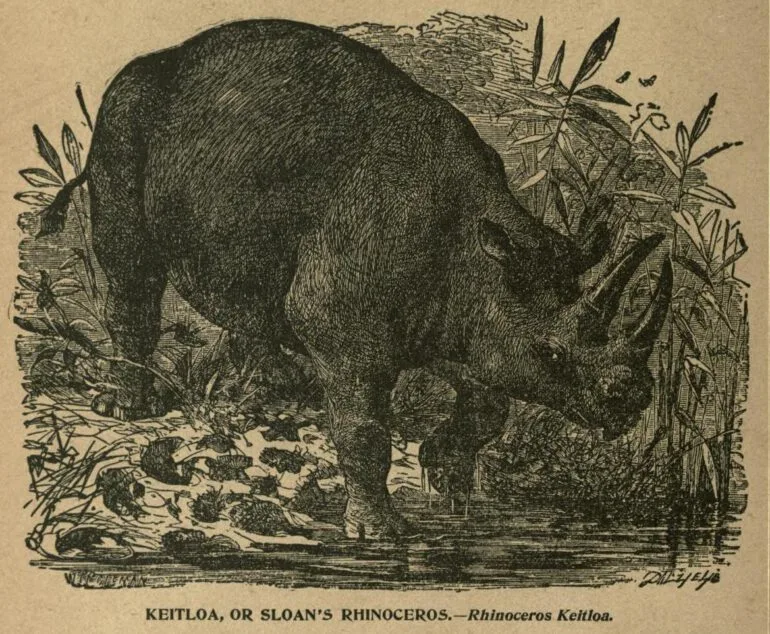Wood 1885 keitloa