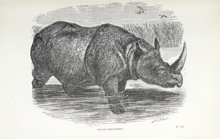Wood 1891 Indian Rhino plate
