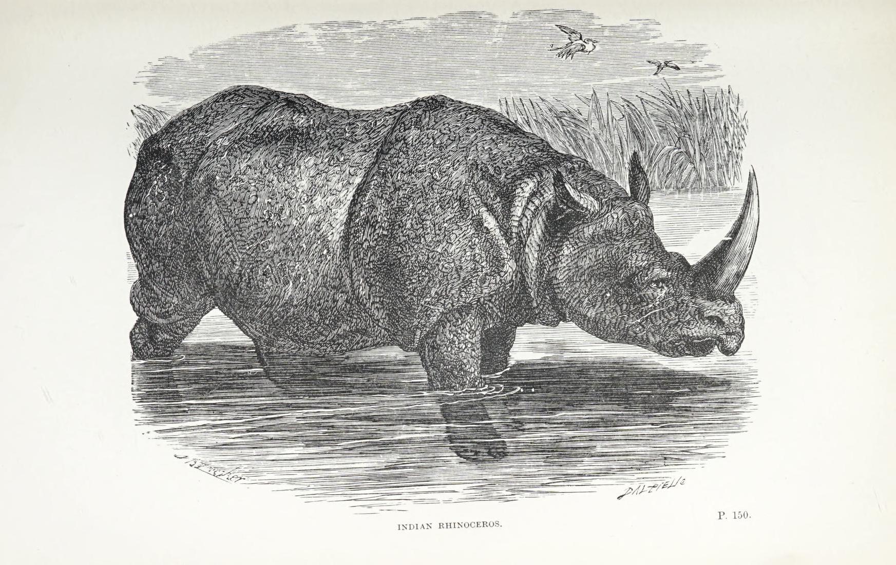 Wood 1891 Indian Rhino plate