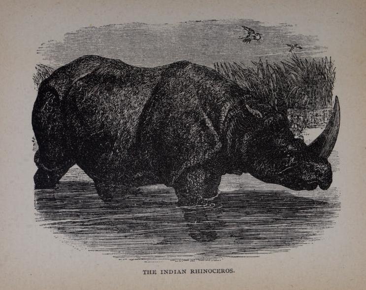 Wood 1898 Indian Rhino