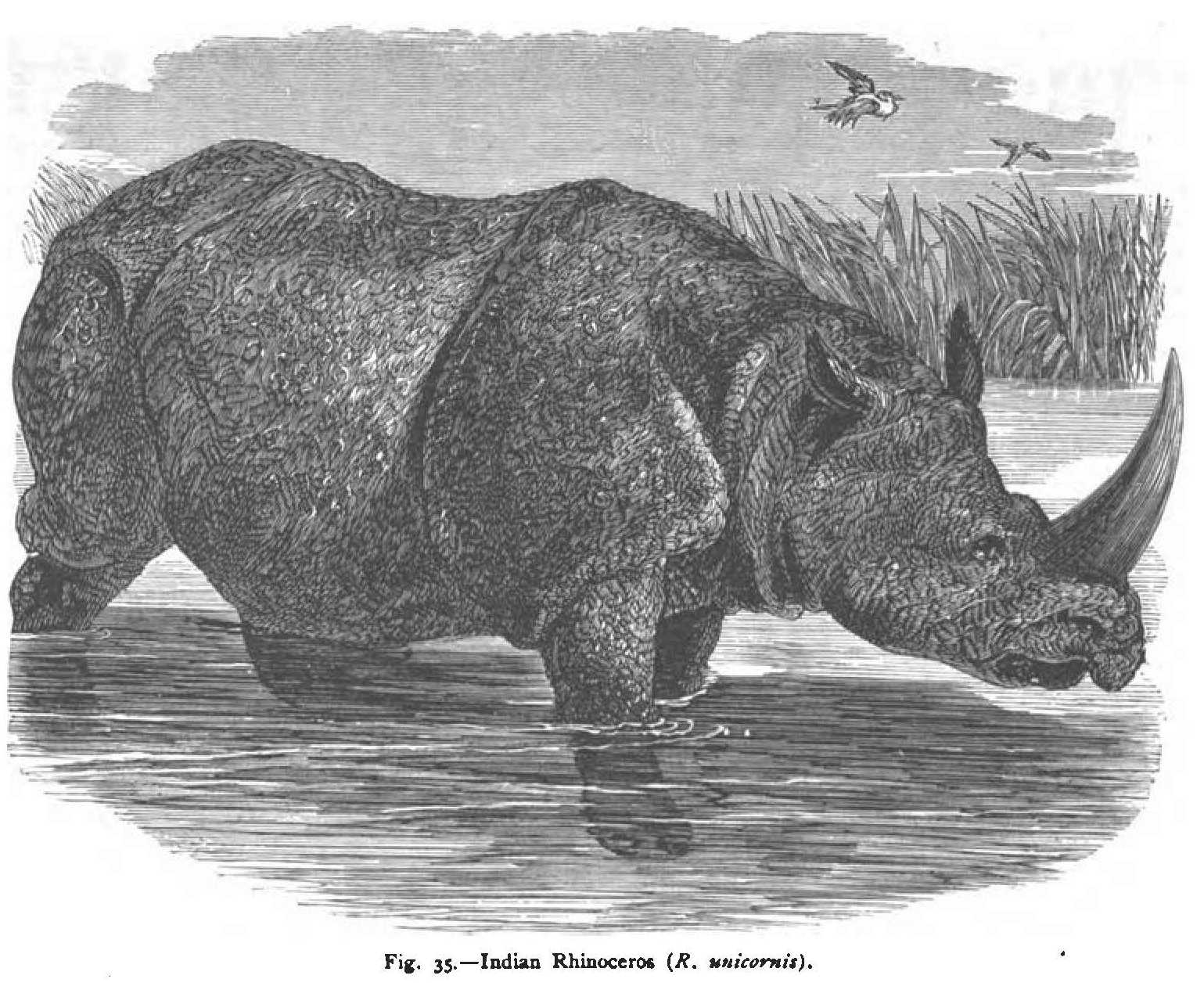 Figuier 1875 Indian Rhino