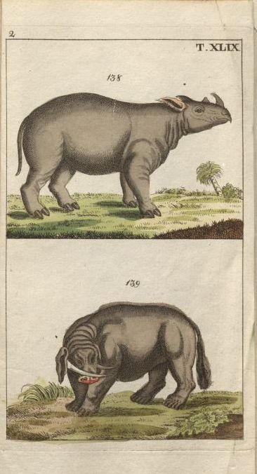 Wilhelm 1809 Sumatran