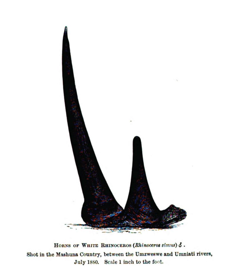 Selous 1881 white rhino horns