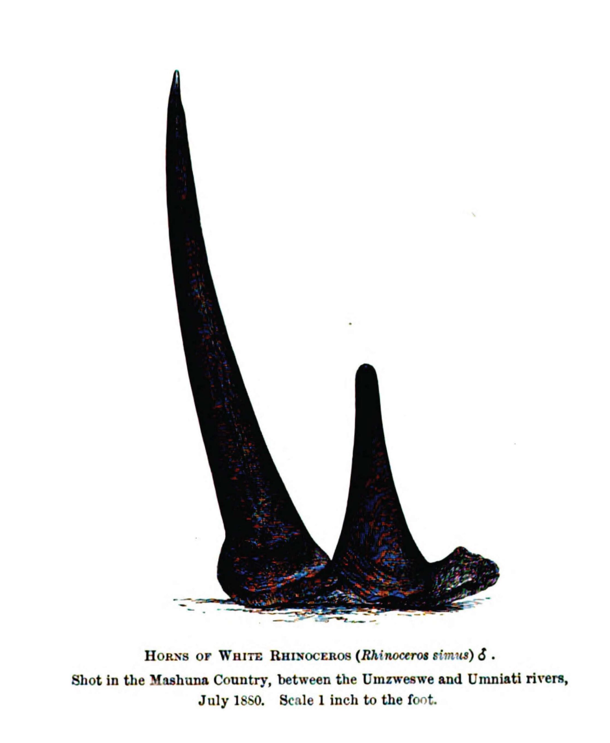 Selous 1881 white rhino horns