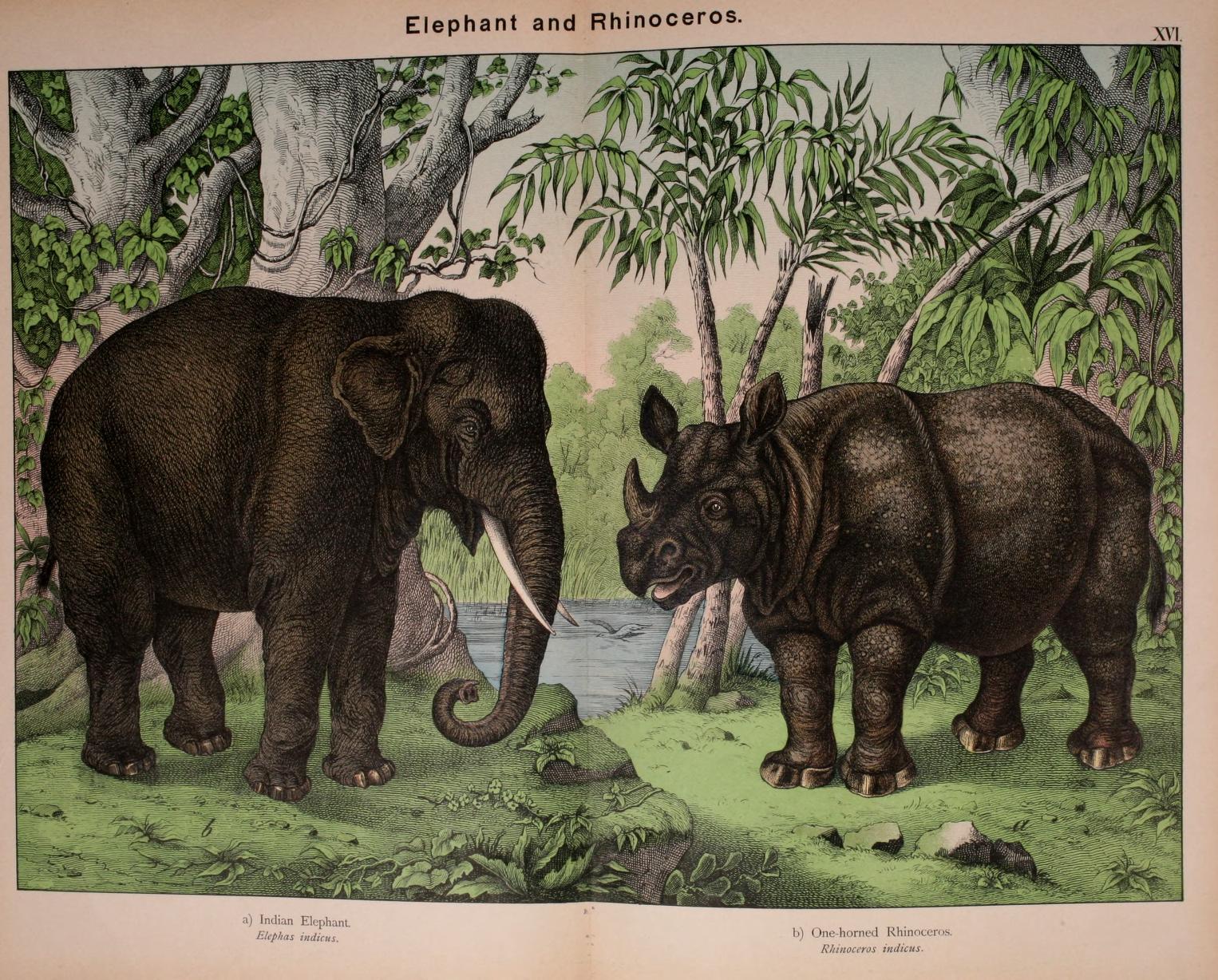 Kirby 1889 One-horned rhino
