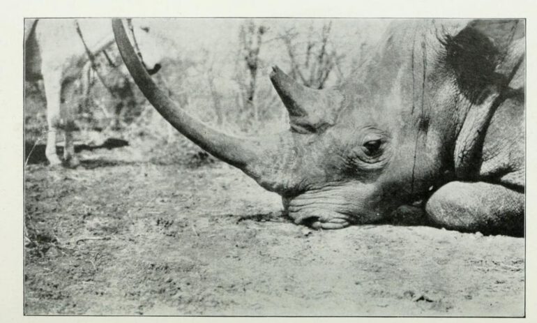 Solvay 1907 Nile rhino