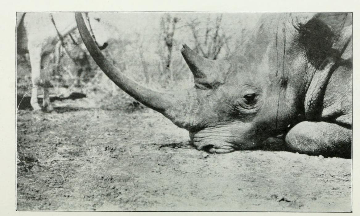 Solvay 1907 Nile rhino