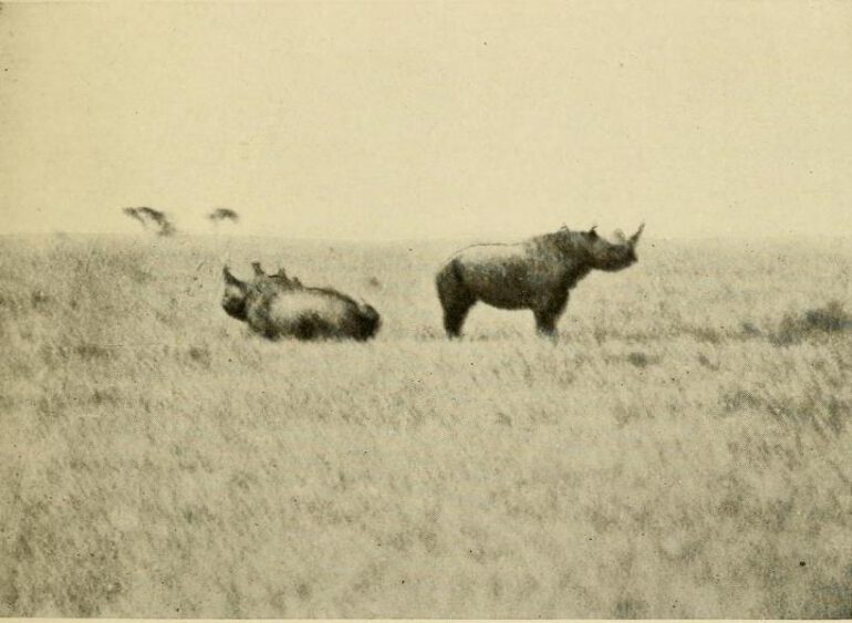 Black rhino at Guaso Narok