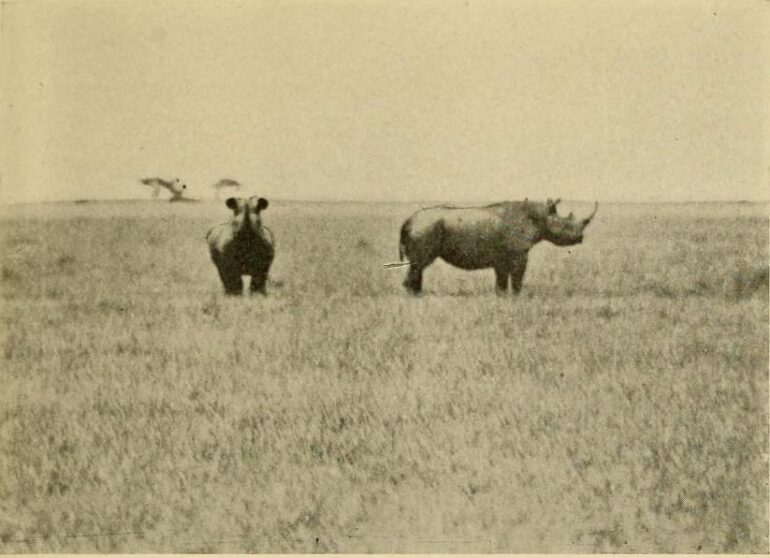 Black rhino at Guaso Narok