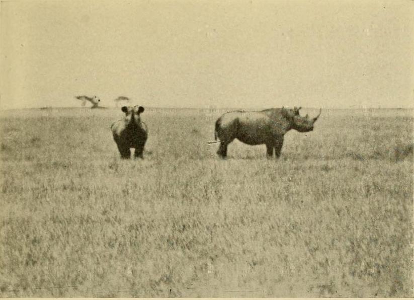 Black rhino at Guaso Narok