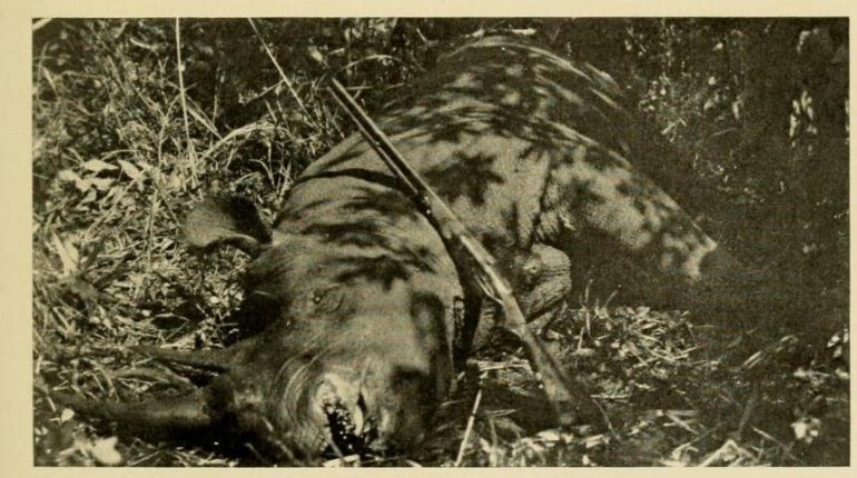 Tjader 1910 trophy black rhino