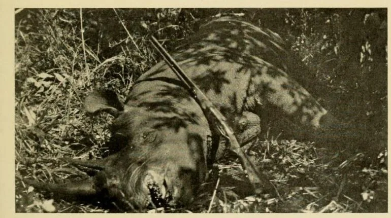 Tjader 1910 trophy black rhino