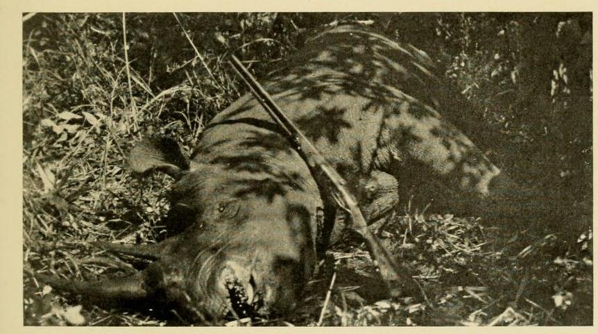 Tjader 1910 trophy black rhino