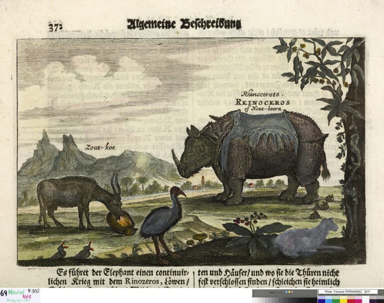Nieuhof 1665 Reinoceros