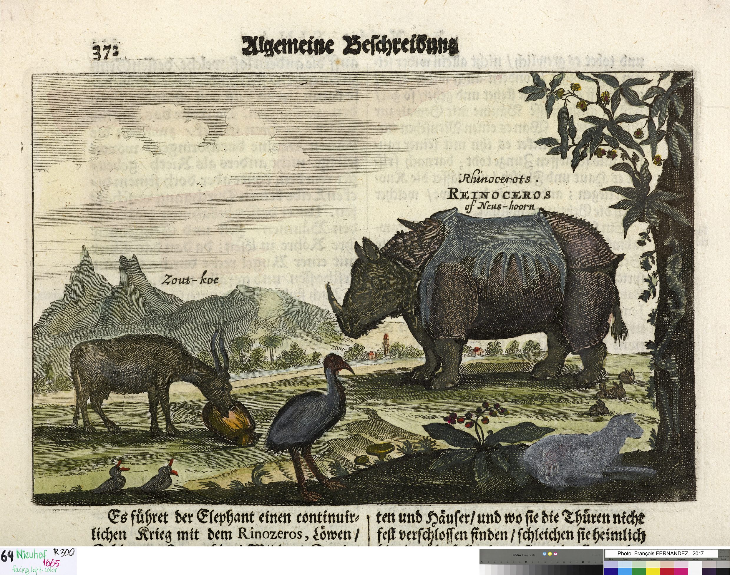 Nieuhof 1665 Reinoceros