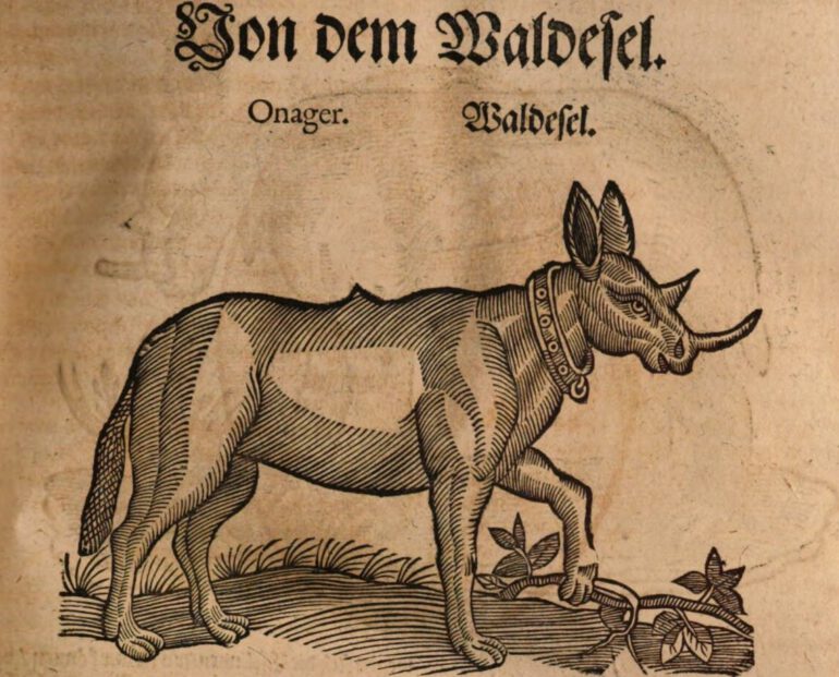 Gesnerus Redividus 1669 Waldesel