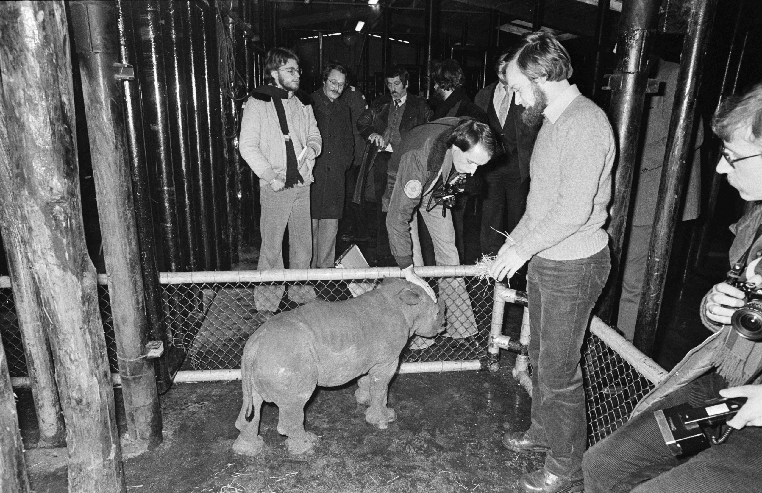 Arnhem 1977 Baby rhino